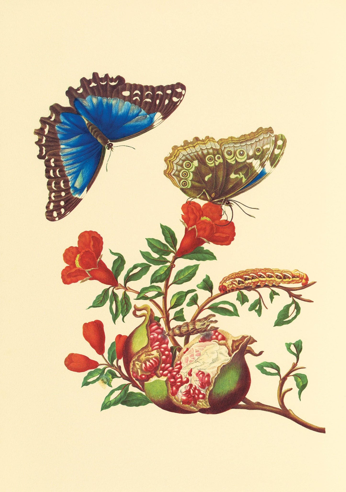 Pomegranate - Maria Sibylla Merian: Pomegranate and Blue Morpho Butterfly Notecard - PMA Store at the Portland Museum of Art, Maine