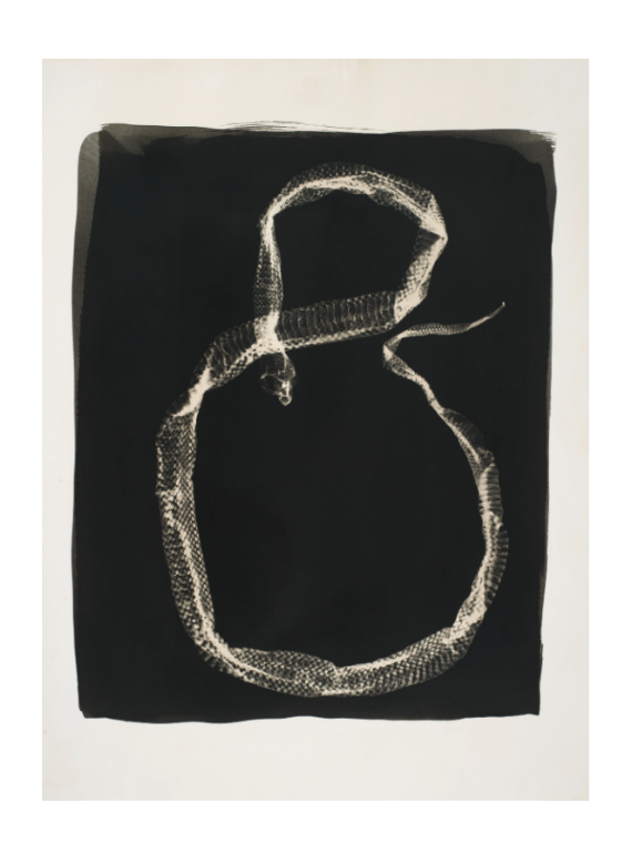 Serpent #1 Note card by Jo Sandman - PMA Store at the Portland Museum of Art, Maine