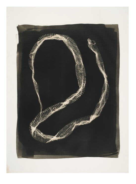 Serpent #7 Note card by Jo Sandman - PMA Store at the Portland Museum of Art, Maine