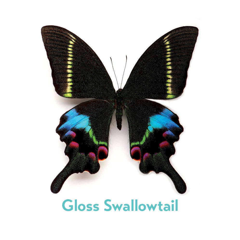 Pomegranate - Christopher Marley’s Incredible Insects Memory Game - PMA Store at the Portland Museum of Art, Maine