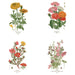 Seattle Seed Co. - Botanical Greeting Cards - Set of 4 - PMA Store at the Portland Museum of Art, Maine