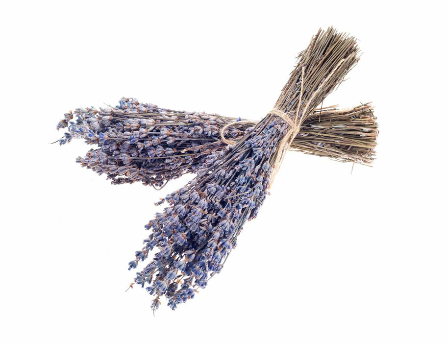 Seattle Seed Co. - Fragrant Dried Grosso French Lavender Flowers Home Decor: Long Stems - PMA Store at the Portland Museum of Art, Maine