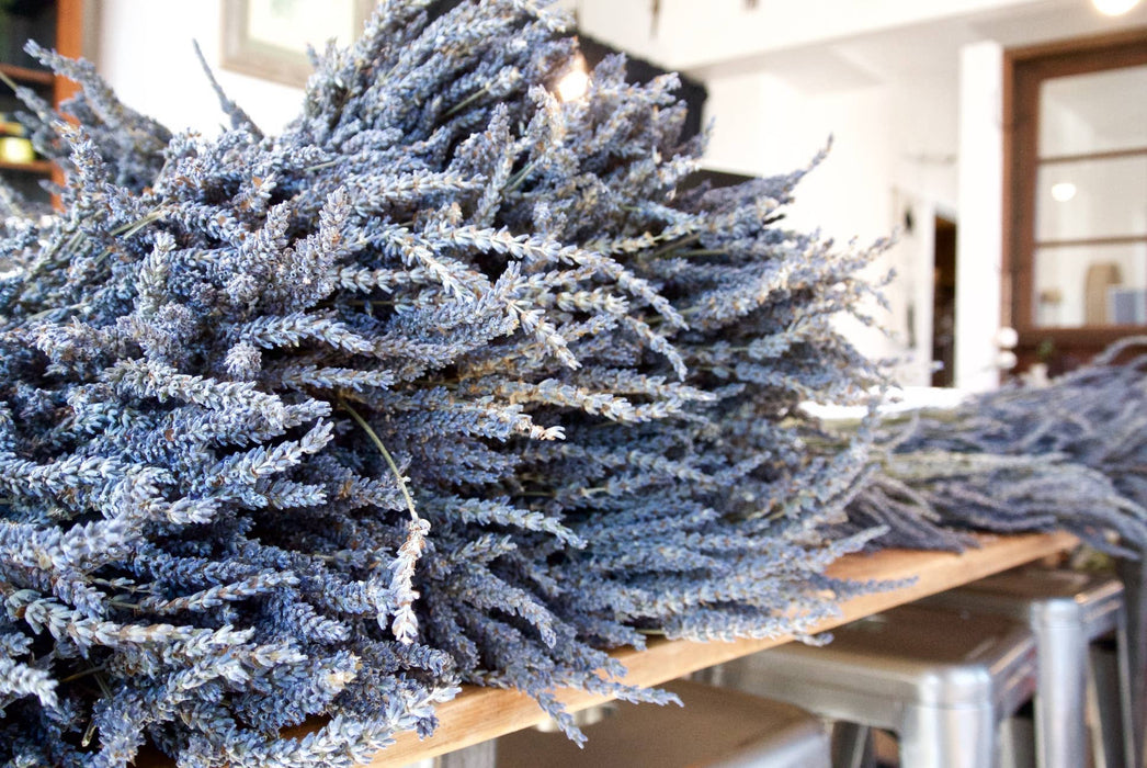 Seattle Seed Co. - Fragrant Dried Grosso French Lavender Flowers Home Decor: Long Stems - PMA Store at the Portland Museum of Art, Maine