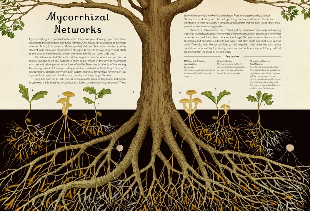 Penguin Random House LLC - Fungarium - PMA Store at the Portland Museum of Art, Maine