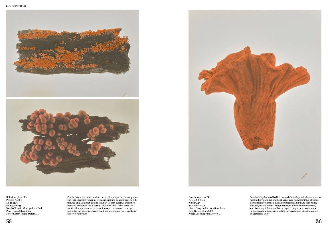 Hachette Book Group - An Illustrated Catalog of American Mushrooms: Hardcover