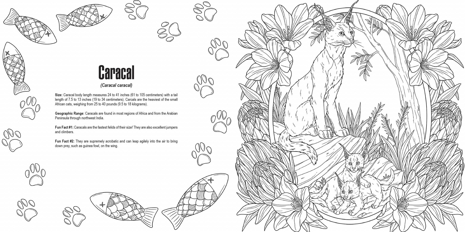 Penguin Random House LLC - Cats: A Smithsonian Coloring Book - PMA Store at the Portland Museum of Art, Maine