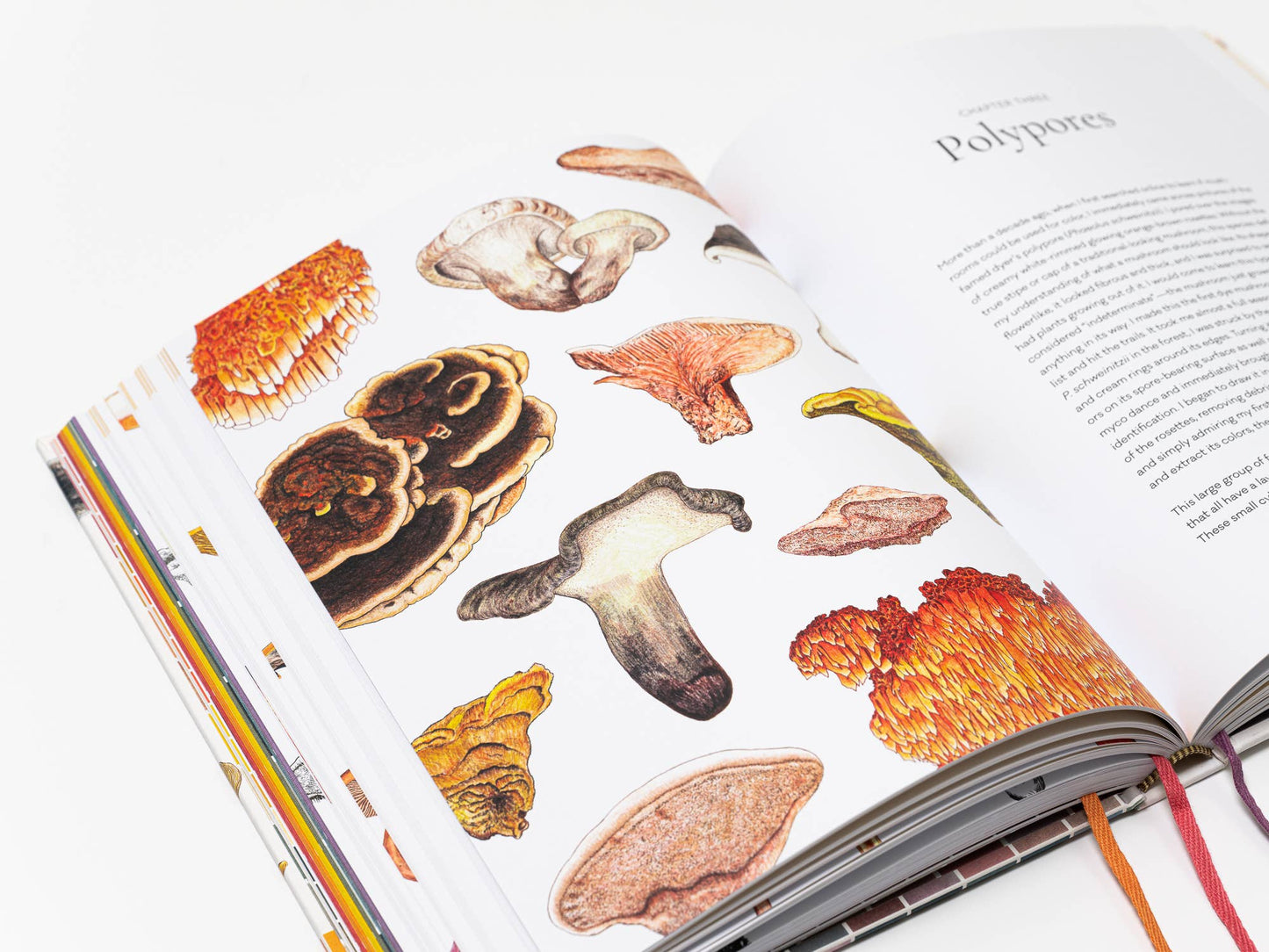 Chronicle Books - Mushroom Color Atlas - PMA Store at the Portland Museum of Art, Maine