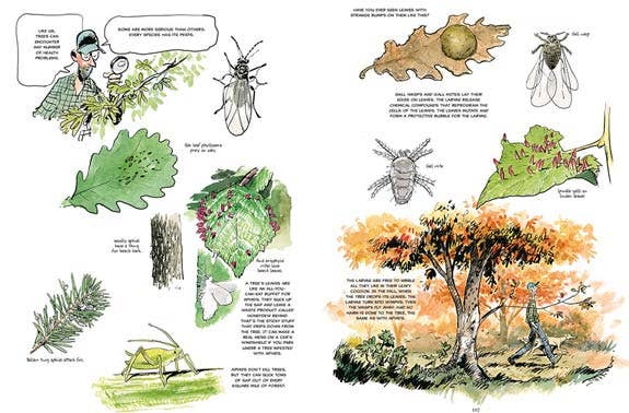 The Hidden Life of Trees: A Graphic Adaptation. Hardcover - PMA Store at the Portland Museum of Art, Maine