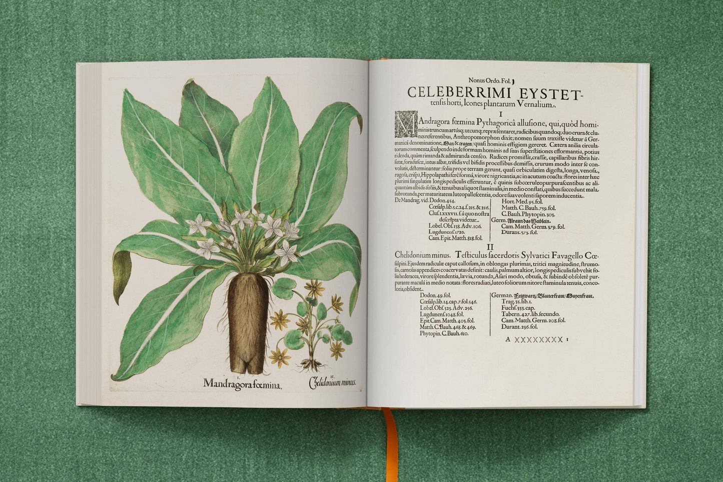 TASCHEN America - Basilius Besler. The Garden at Eichstätt (German, French, English) (FFE) - PMA Store at the Portland Museum of Art, Maine