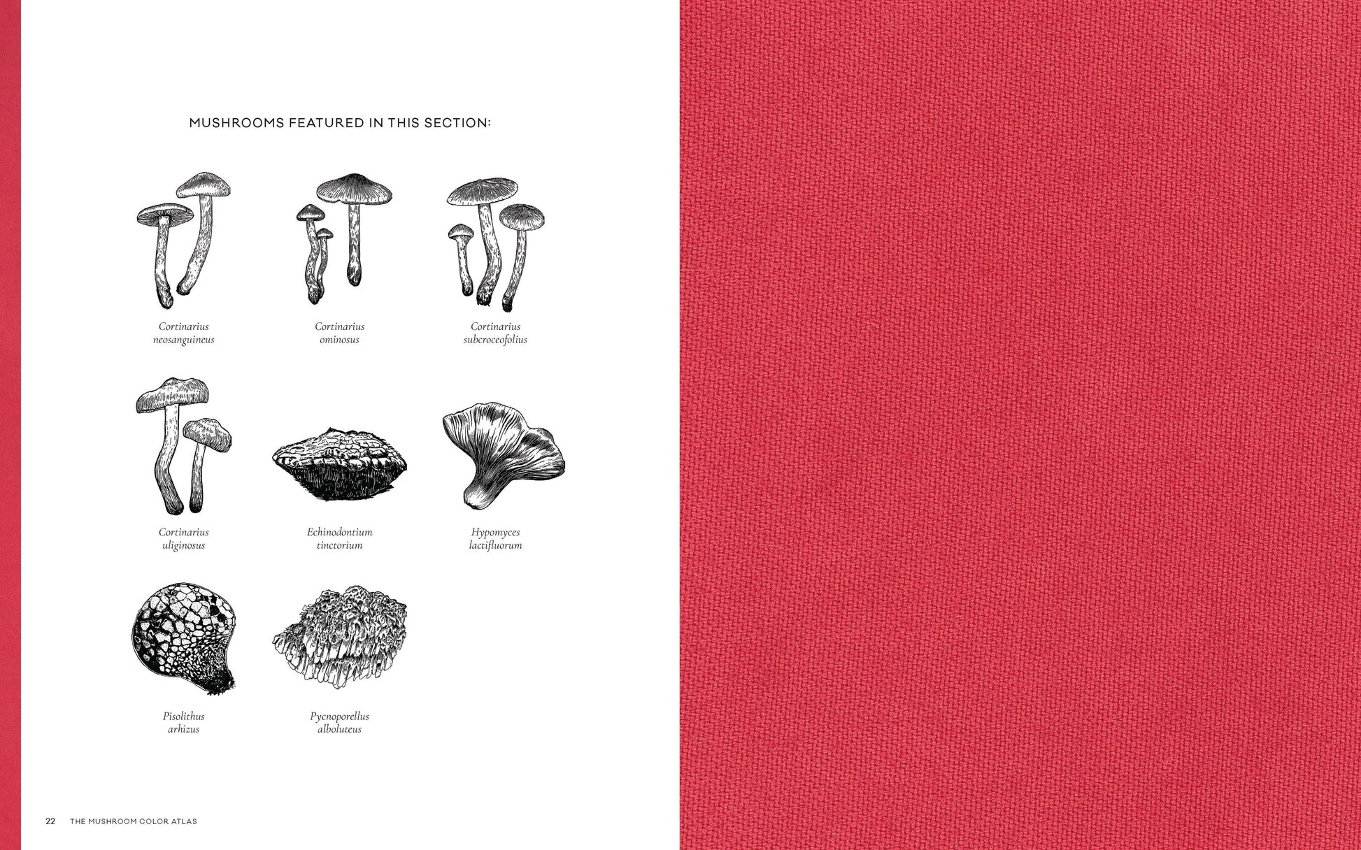 Chronicle Books - Mushroom Color Atlas - PMA Store at the Portland Museum of Art, Maine