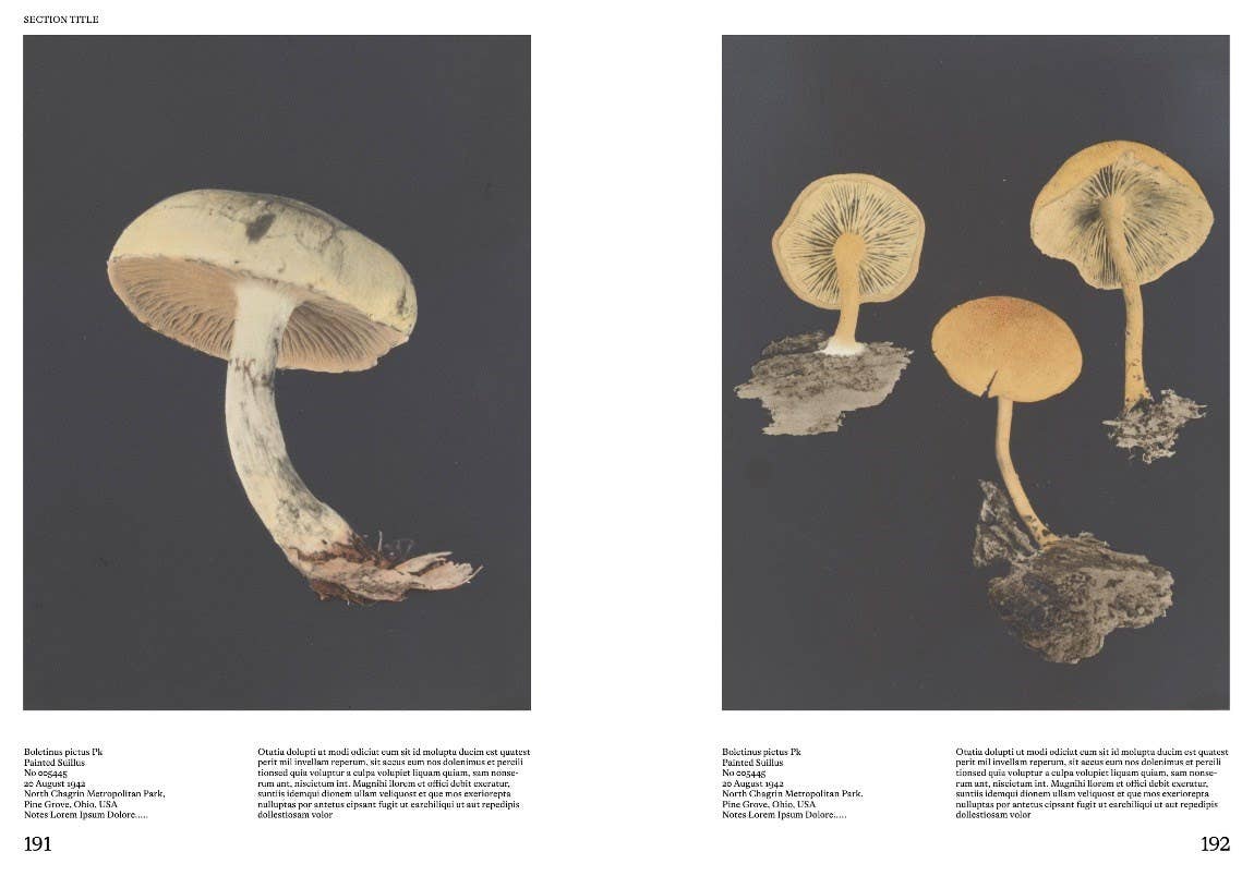 Hachette Book Group - An Illustrated Catalog of American Mushrooms: Hardcover