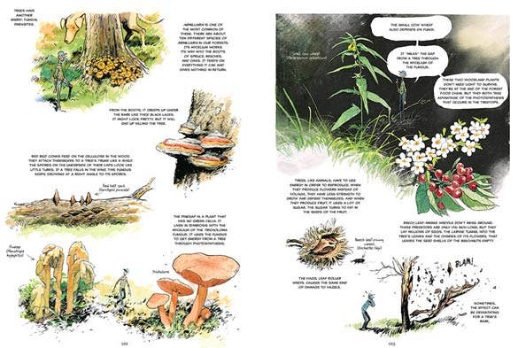 The Hidden Life of Trees: A Graphic Adaptation. Hardcover - PMA Store at the Portland Museum of Art, Maine