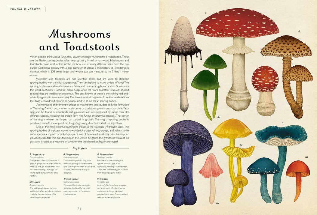 Penguin Random House LLC - Fungarium - PMA Store at the Portland Museum of Art, Maine