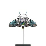Carolina Moth Object Art