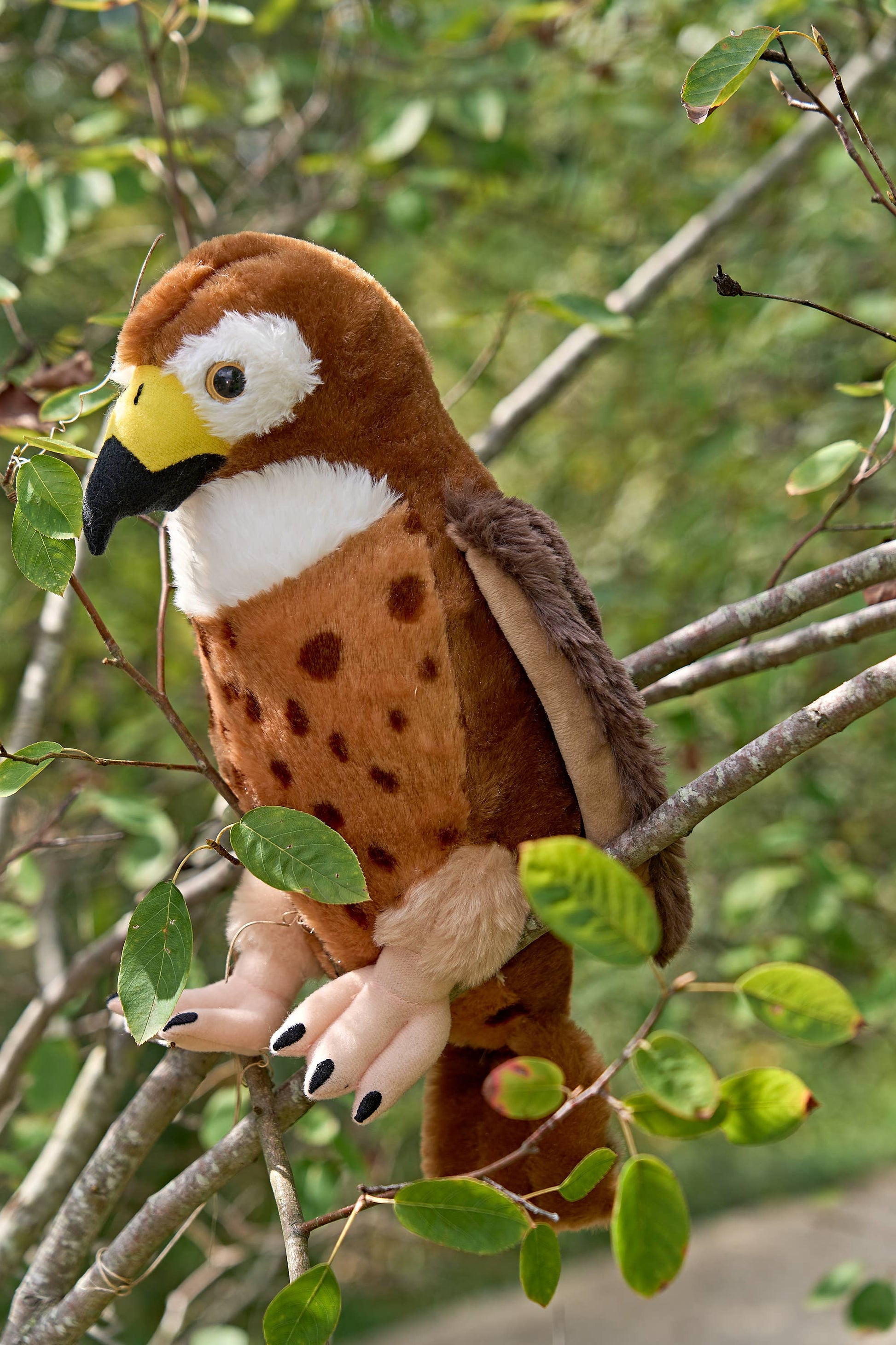12" (30cm) Wild Onez Red-tailed Hawk Hawk - PMA Store at the Portland Museum of Art, Maine