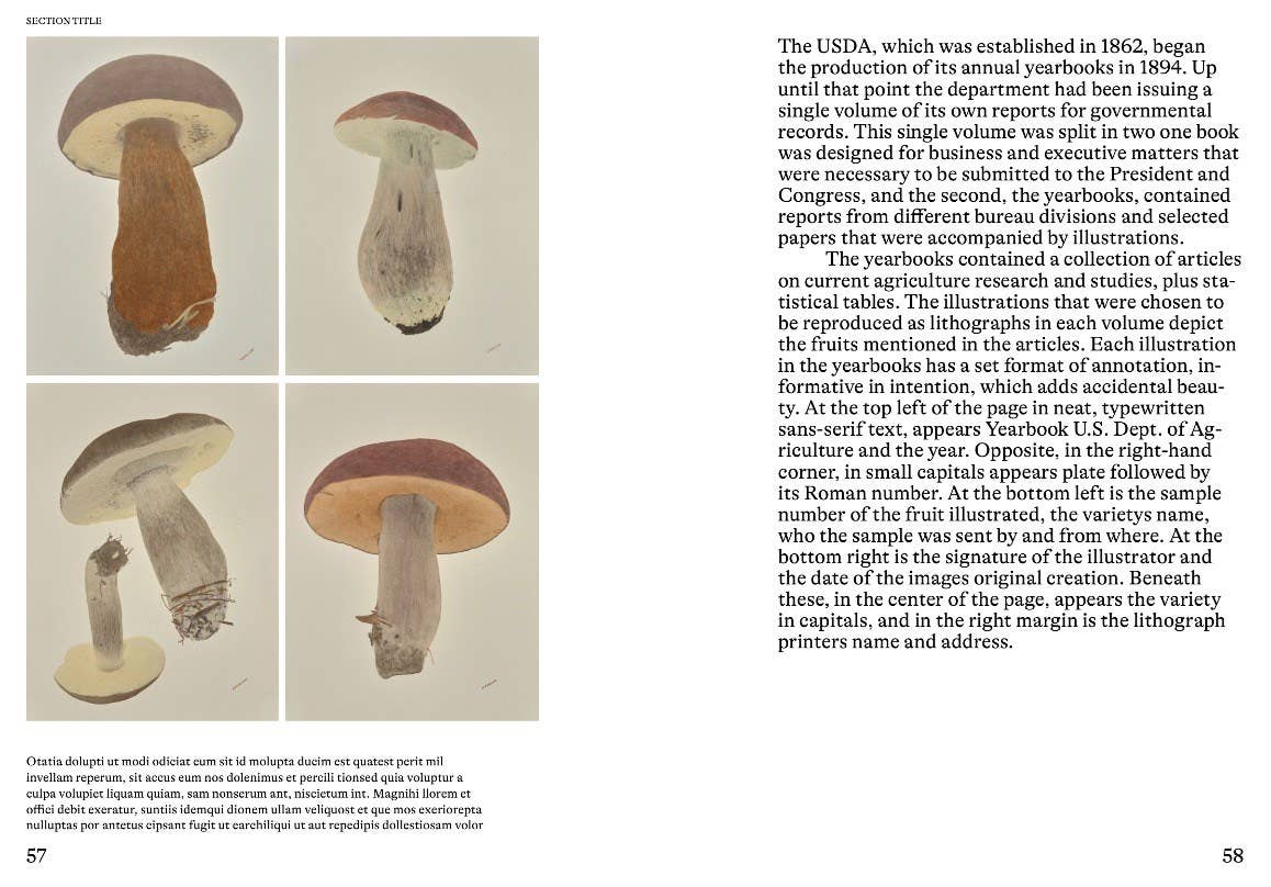 Hachette Book Group - An Illustrated Catalog of American Mushrooms: Hardcover