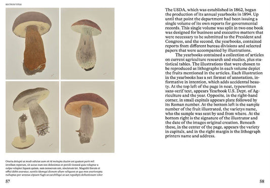 Hachette Book Group - An Illustrated Catalog of American Mushrooms: Hardcover