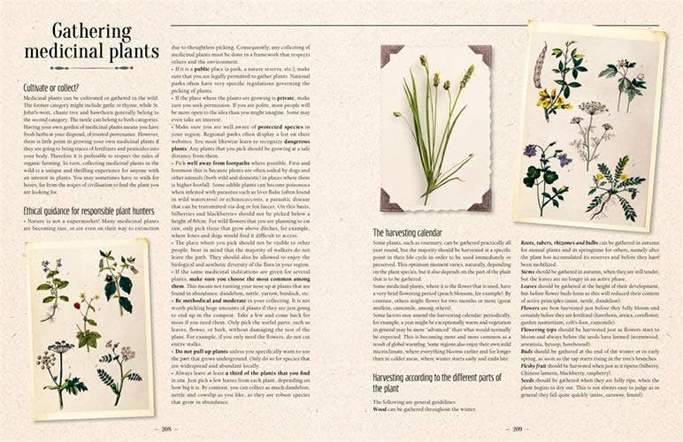 VisionWorks LLC - 100 Plants That Heal:  Illustrated Herbarium Medicinal Plant - PMA Store at the Portland Museum of Art, Maine