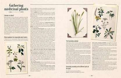 VisionWorks LLC - 100 Plants That Heal:  Illustrated Herbarium Medicinal Plant - PMA Store at the Portland Museum of Art, Maine