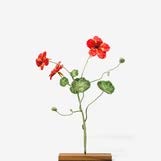 Garden Nasturtium Object Art