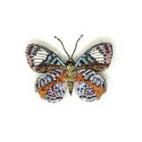 Glorious Purplewing Butterfly Brooch Pin