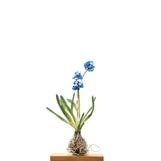 Grape Hyacinth Object Art