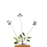 Shooting Star Flower Object Art